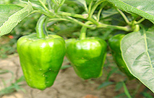 ���ݾüt�r(n��ng)�I(y��)���B(t��i)�^��@