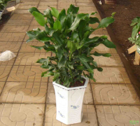 �����e�F